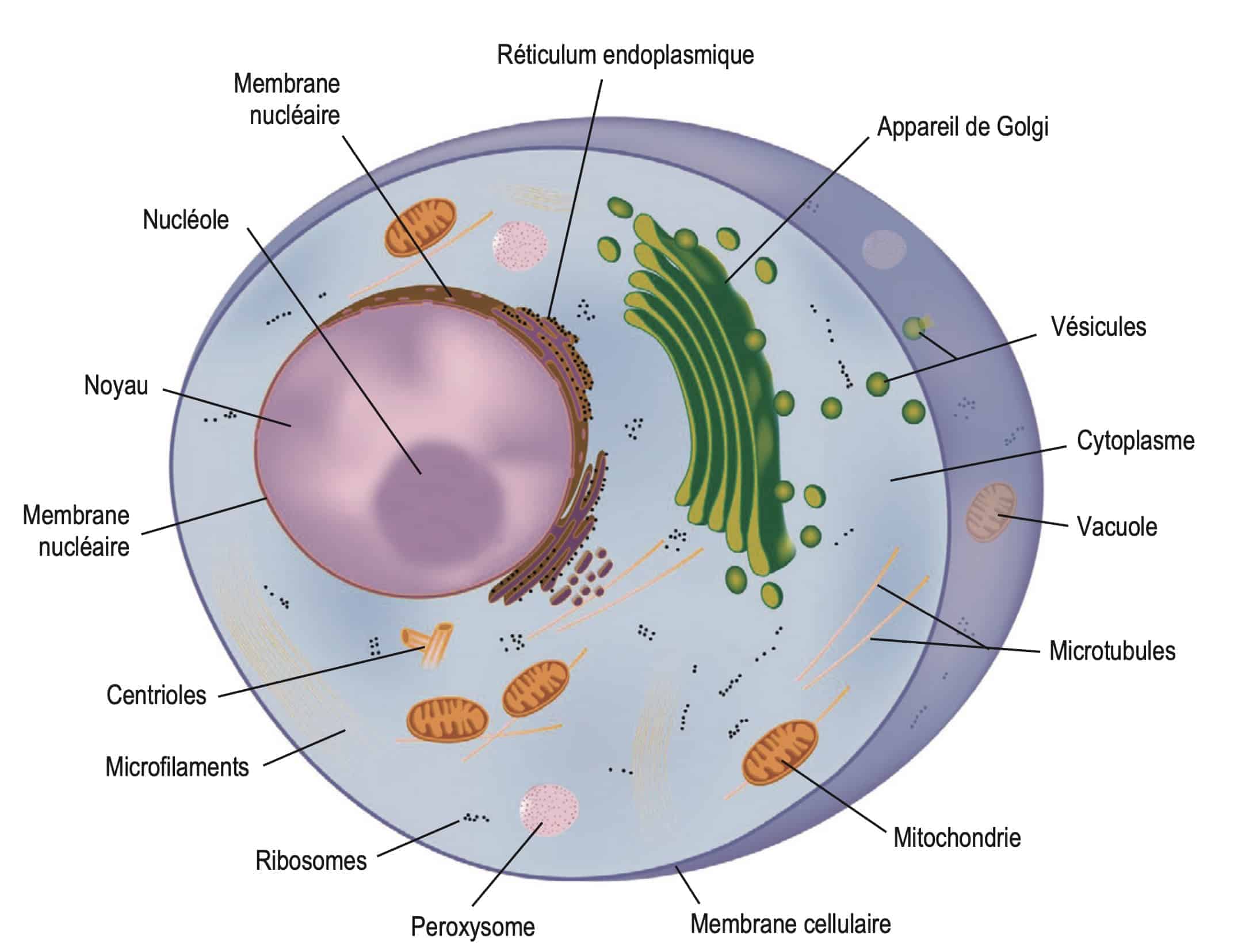 Cellule Haller Anatomie Cellules Frontales De La Face ATEEP